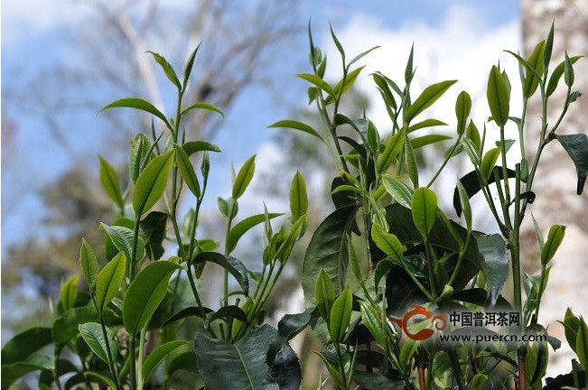 勐海老班章古樹茶均價每年漲幅40%左右