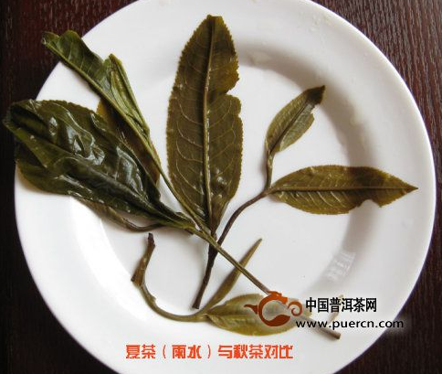 看圖來辨別普洱茶原料春、秋、夏（雨水料）