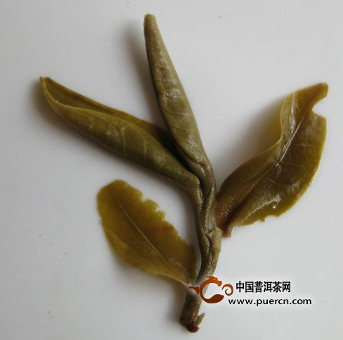 看圖來辨別普洱茶原料春、秋、夏（雨水料）