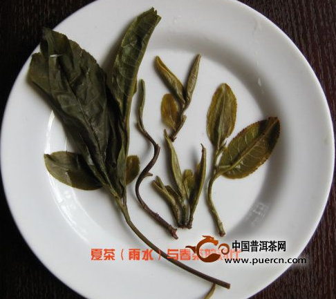 看圖來辨別普洱茶原料春、秋、夏（雨水料）