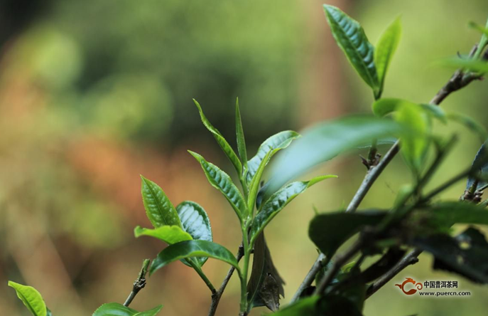 聊聊易武茶的轉化